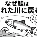なぜ鮭は生まれた川に戻るの？