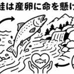 なぜ鮭は産卵に命を懸けるの？