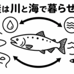 なぜ鮭は川と海で暮らせるの？