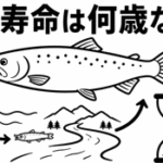 鮭の寿命は何歳なの？
