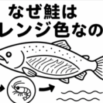 なぜ鮭はオレンジ色なの？