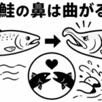 なぜ鮭の鼻は曲がるの？