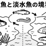 海水魚と淡水魚の境界線