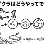 鮭のイクラはどうやってできる？
