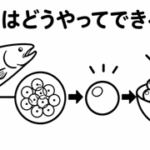 イクラはどうやってできるの？