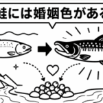 なぜ鮭には婚姻色があるの？