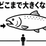 鮭はどこまで大きくなるの？