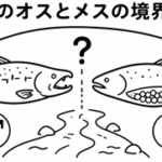 鮭のオスとメスの境界線